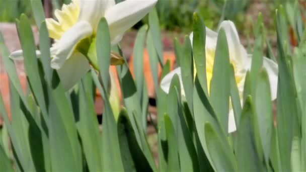Poet's daffodil — Stock Video