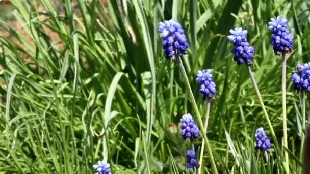 Vanliga druvor hyacint — Stockvideo