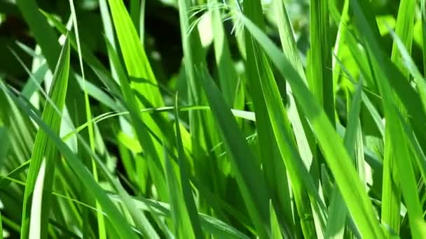 Herbe verte fraîche 