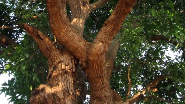 větev stromu s listy