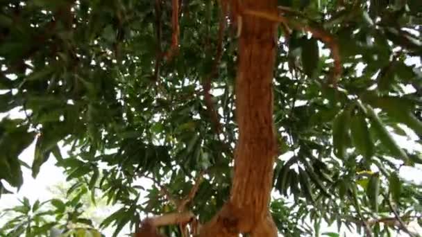 Větev stromu s listy — Stock video