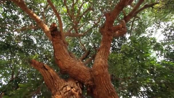 Rama de un árbol con hojas — Vídeo de stock