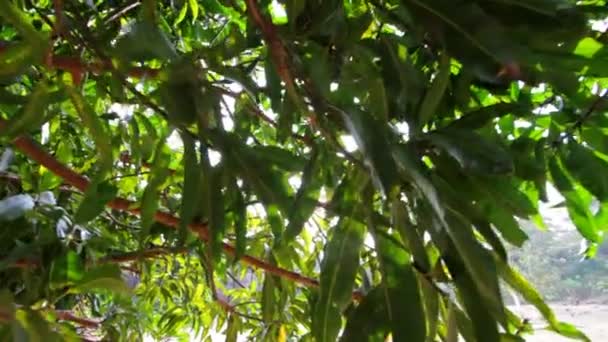Feuillage des arbres 