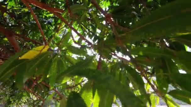 树的叶子 — 图库视频影像