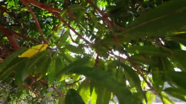 Feuillage des arbres 