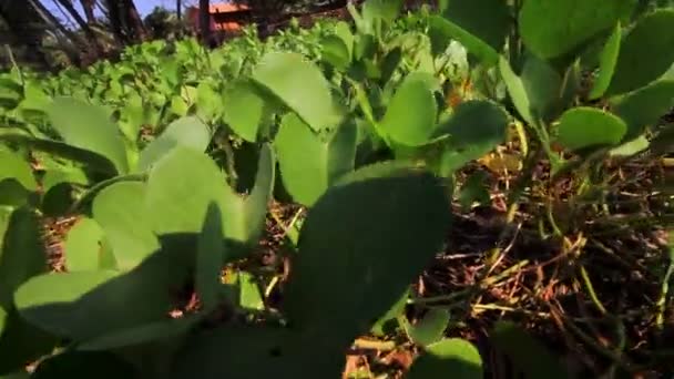 녹색 콩나물 — 비디오