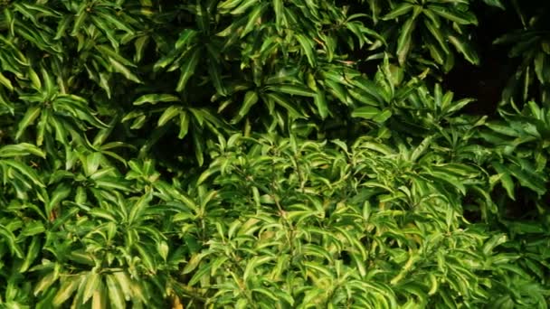 熱帯木の紅葉tropický strom listoví — Stock video