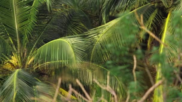 Palmiye ağacı yaprağı — Stok video