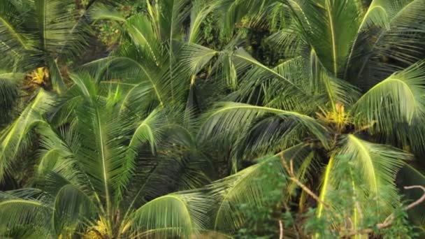 Feuillage de palmiers — Video