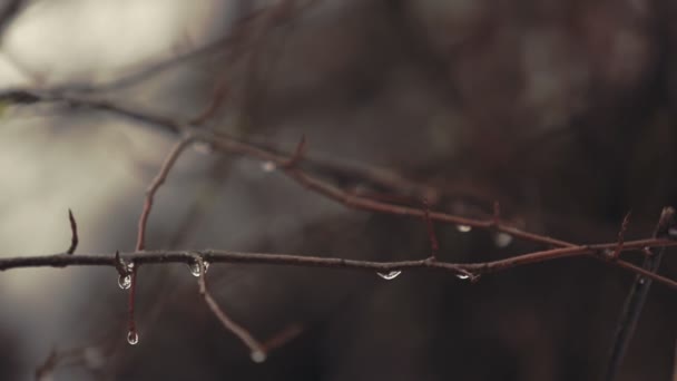 Branches d'arbres — Video