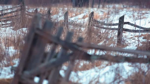 Torrt gräs och byn — Stockvideo