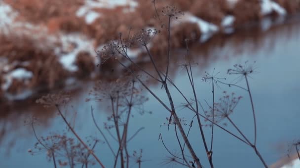 Rivière d'hiver 