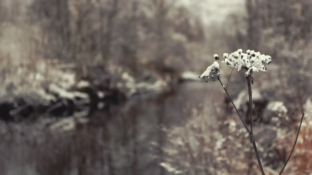 Rivière d'hiver 
