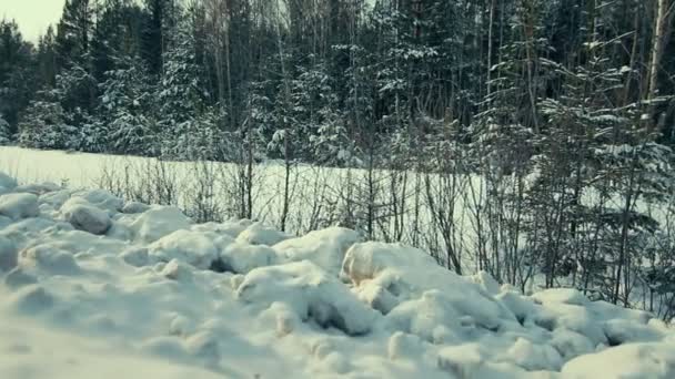 Bosque en invierno . — Vídeo de stock