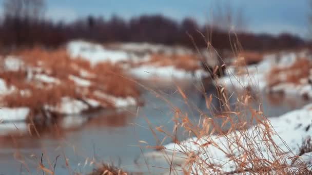 冬の川 — ストック動画