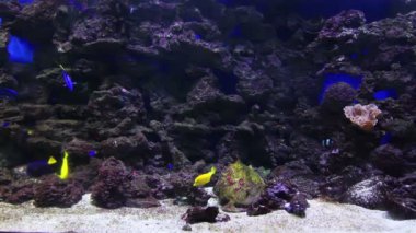 renkli mercan balıklar