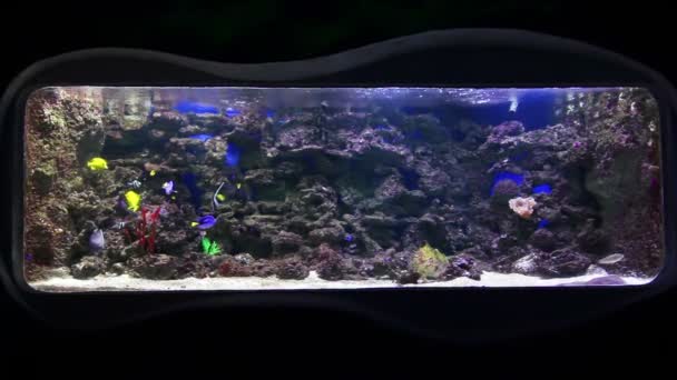 Colorful Coral fishes — Stock Video