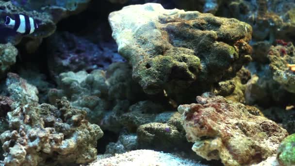 Renkli mercan balıklar — Stok video