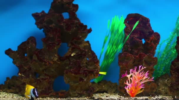 Colorful Coral fishes — Stock Video