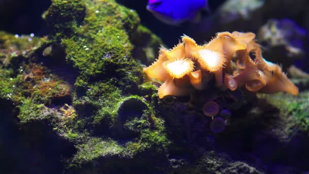 Poissons coralliens colorés — Video
