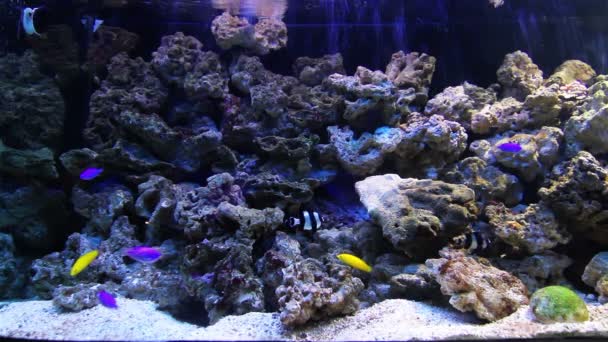 Красочные коралловые рыбы — стоковое видео