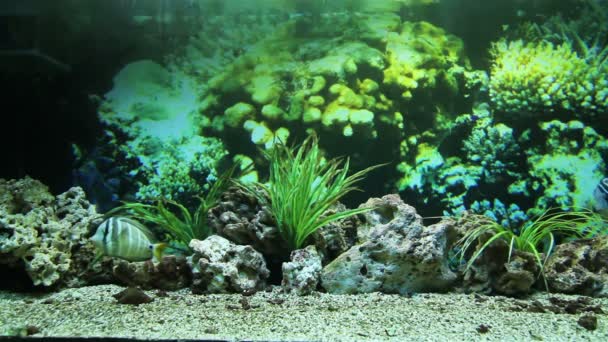Kolorowy koral ryby — Wideo stockowe