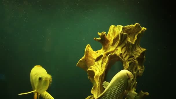 Beautiful fishes — Stock Video