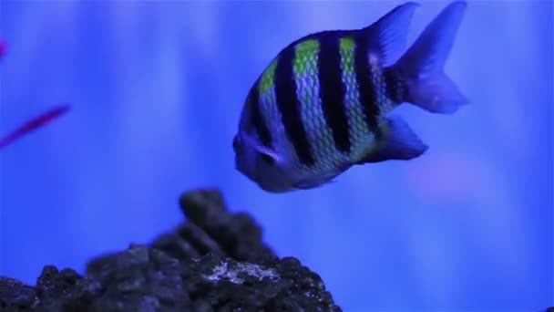 Poissons de mer colorés 