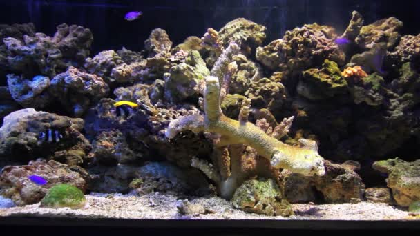 Kleurrijk koraal vissen — Stockvideo