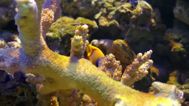 Colorful Coral fishes — Stock Video