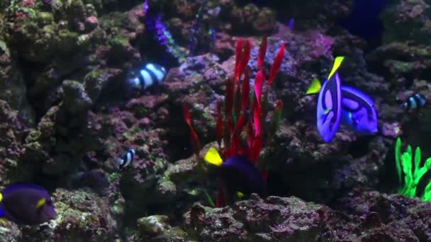 Красочные коралловые рыбы — стоковое видео