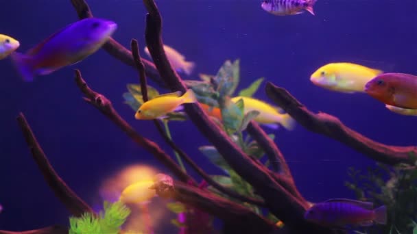 Poissons coralliens colorés — Video