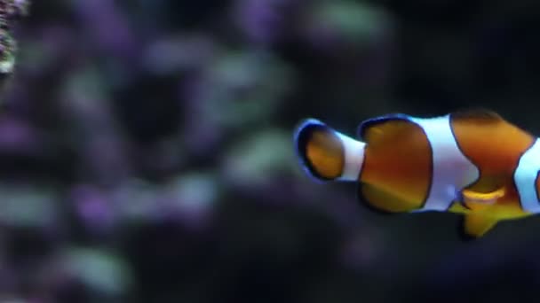 Aquarium fish — Stock Video