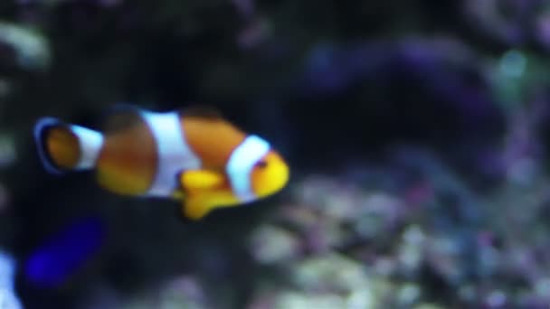 Aquarium fish — Stock Video