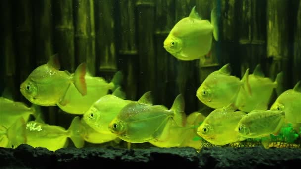 Coral fishes — Stock Video