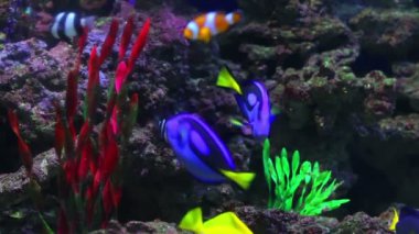 renkli mercan balıklar