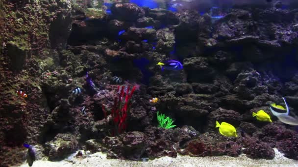 Renkli mercan balıklar — Stok video
