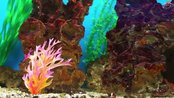 Barevné korálové ryby — Stock video