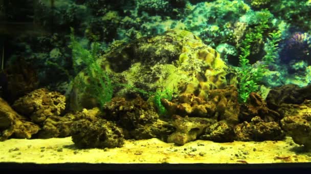 Different algae and fish — Stock Video