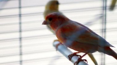 Kanarya kuşları kafeste