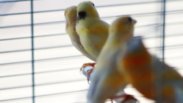 Canarische vogels in kooi — Stockvideo