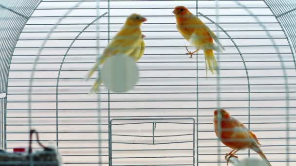 Canary birds in cage — Stock Video