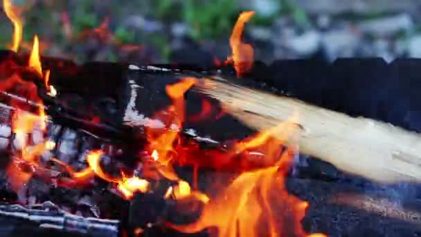 Burning logs — Stock Video