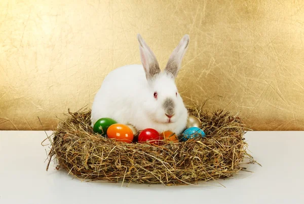 White rabbit in hay nest with colorful eggs — Stock Photo, Image