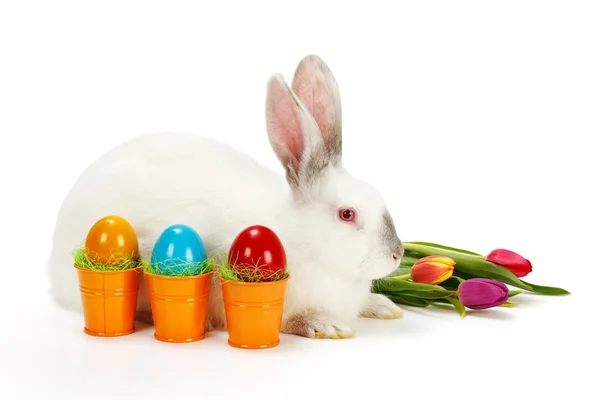 Colorful Easter eggs next to a white rabbit — Stock Photo, Image