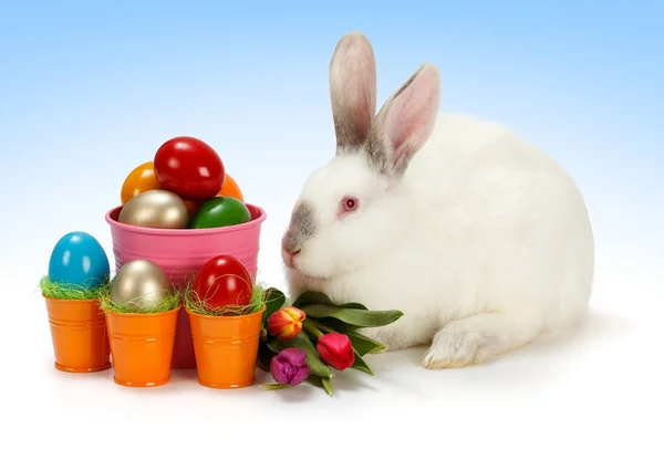 White bunny with Easter eggs — Stock Photo, Image