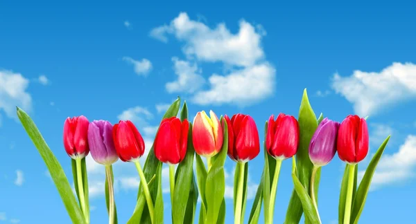 Row of tulips aganist blue sky — Stock Photo, Image