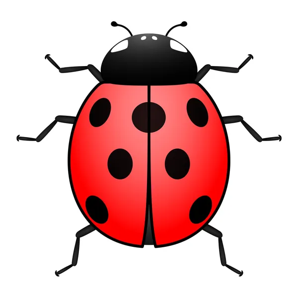 Ladybug illustration — Stock Vector