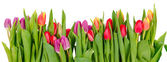 řádek tulipány