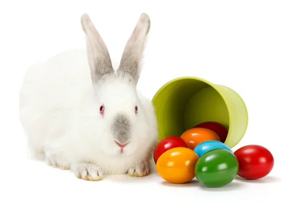 Easter rabbit and eggs — Stock Photo, Image